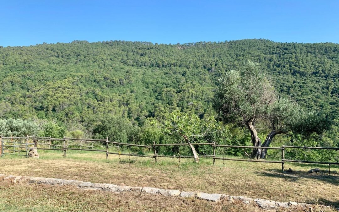 4- Maison Seillans - piscine et maison